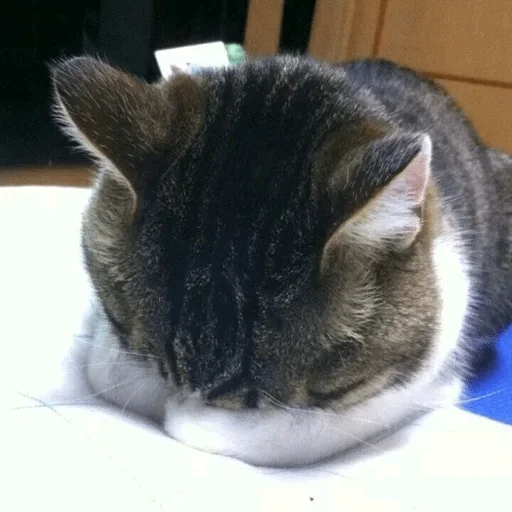 animal mammal small to medium-sized cats