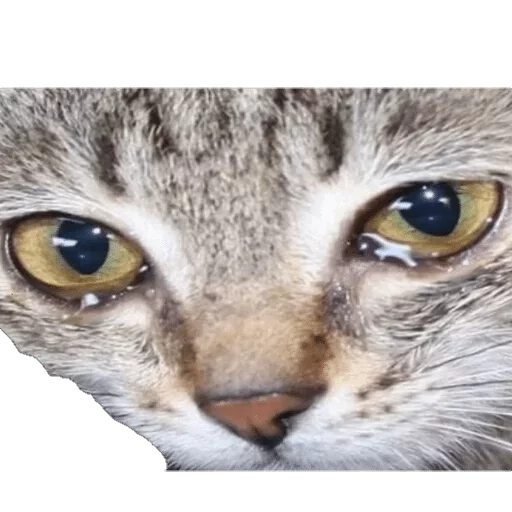 животное млекопитающее кошка