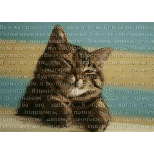 кошка животное млекопитающее