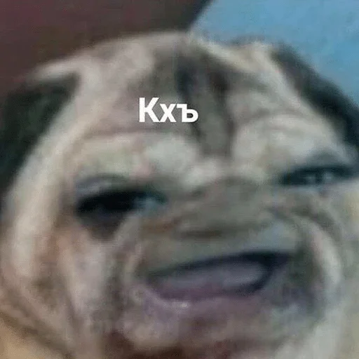 животное млекопитающее собака