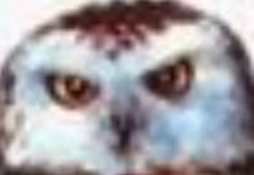 животное птица хищная птица