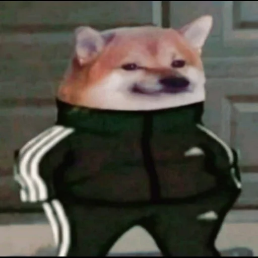 собака млекопитающее животное