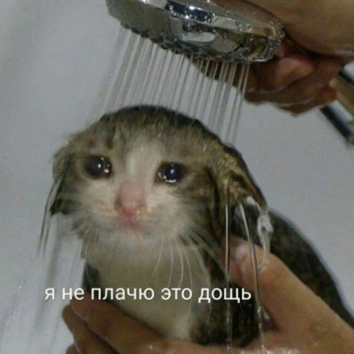 млекопитающее животное Человек