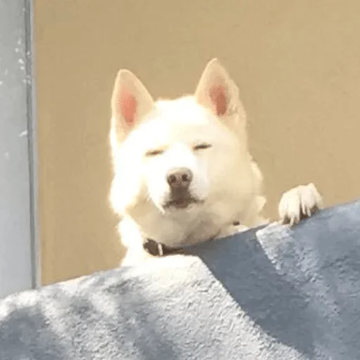 животное млекопитающее домашнее животное