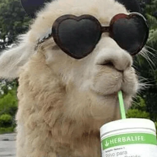 животное млекопитающее на открытом воздухе