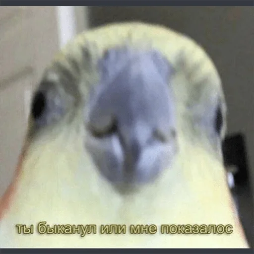 животное птица попугай