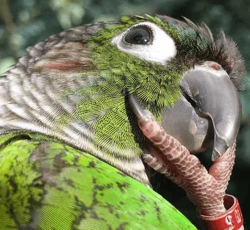 animal bird parrot