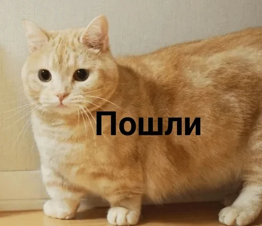 Sticker Animeшка — @stckrRobot - 9