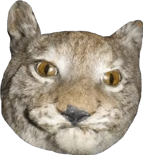 animal mammal wildcat