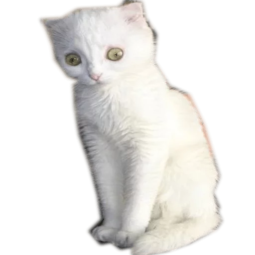 animal mammal domestic cat