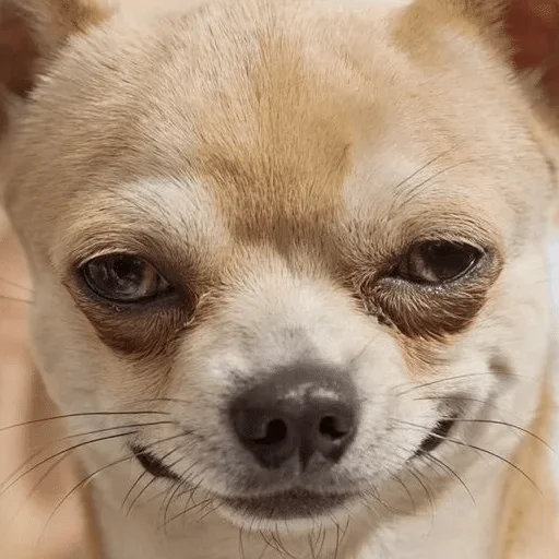 животное млекопитающее домашнее животное