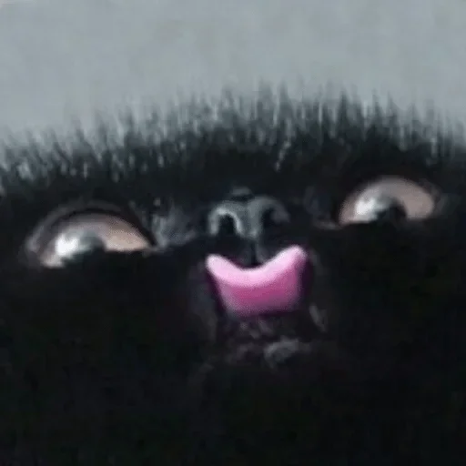 meow — @stckrRobot - животное