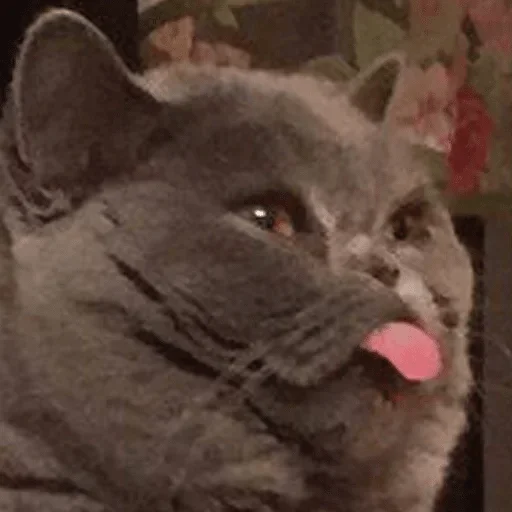 млекопитающее животное кошка