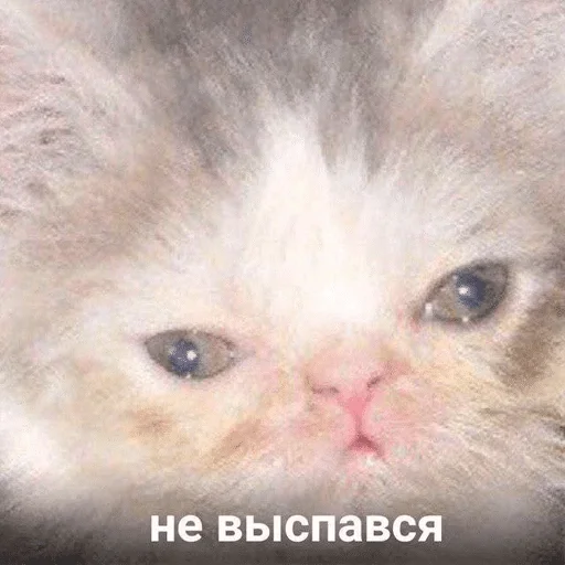 млекопитающее животное кошка