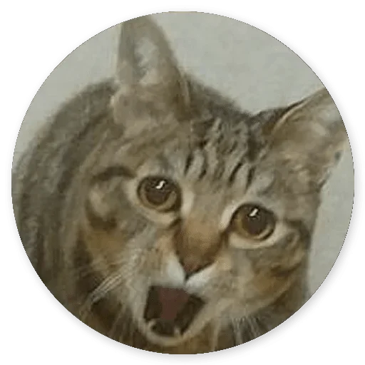 животное млекопитающее кошка