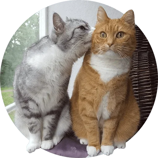 млекопитающее кошки малого и среднего размера домашняя кошка