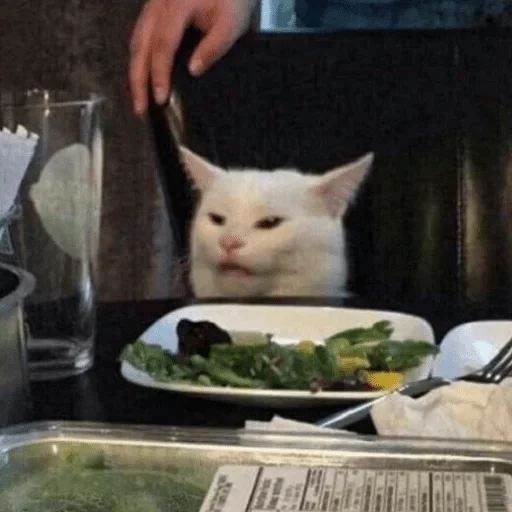 кошка комнатный посуда