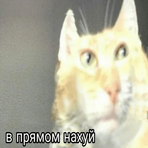 животное млекопитающее кошка