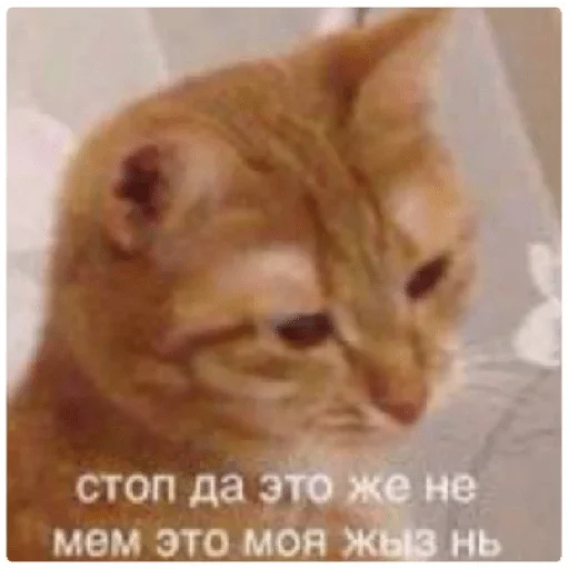 животное млекопитающее кошка