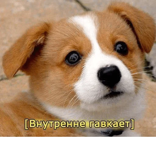 млекопитающее животное собака