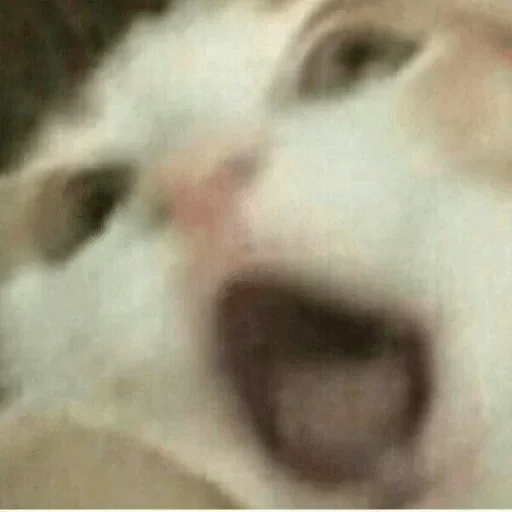 животное млекопитающее кошка