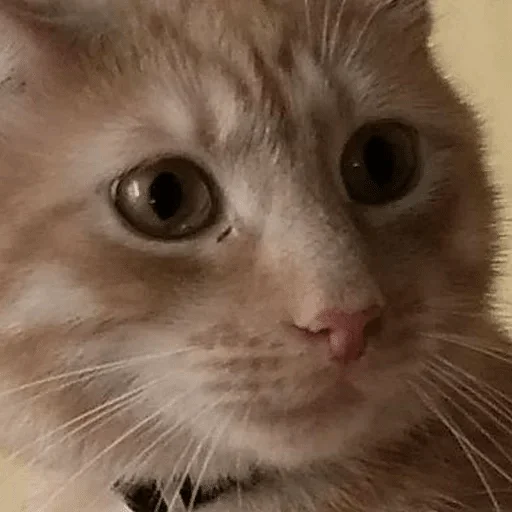 Sticker пак @chebrik ✌?? — @stckrRobot - 8