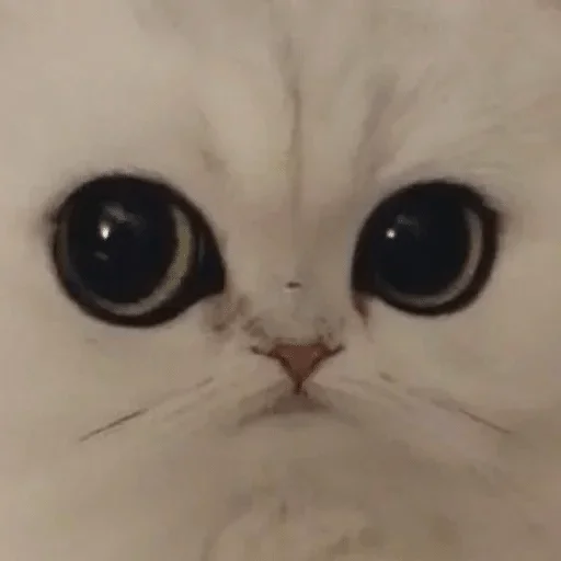 Sticker пак @chebrik ✌?? — @stckrRobot - 2