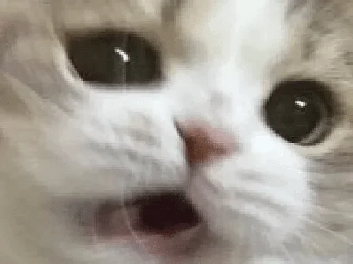 Sticker пак @chebrik ✌?? — @stckrRobot - 1