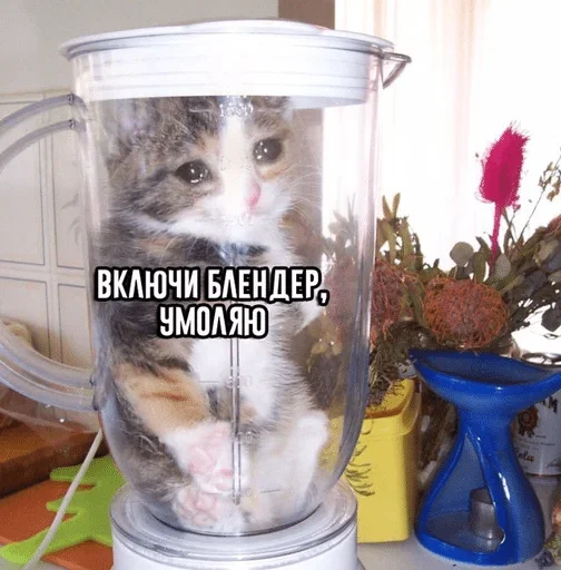 животное комнатный кошка