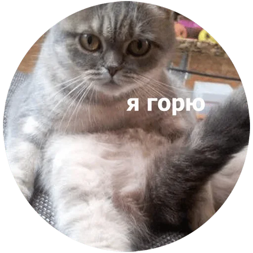 домашняя кошка животное млекопитающее