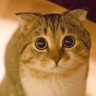 meow — @stckrRobot - животное