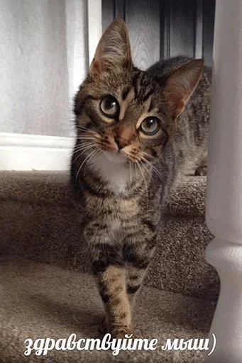 кошка животное млекопитающее