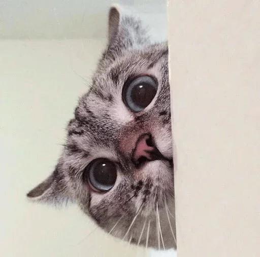 животное млекопитающее кошка