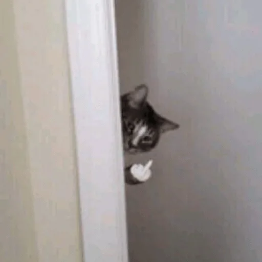 стена комнатный кошки малого и среднего размера