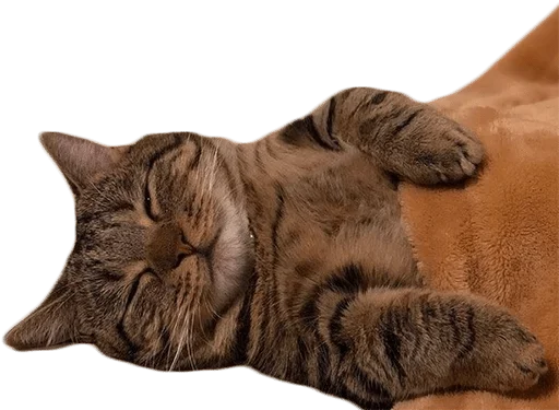 животное млекопитающее кошка