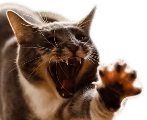 животное млекопитающее домашняя кошка