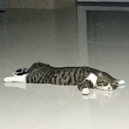 животное млекопитающее кошка