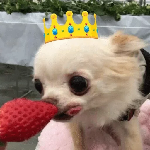 chihuahua animal pet