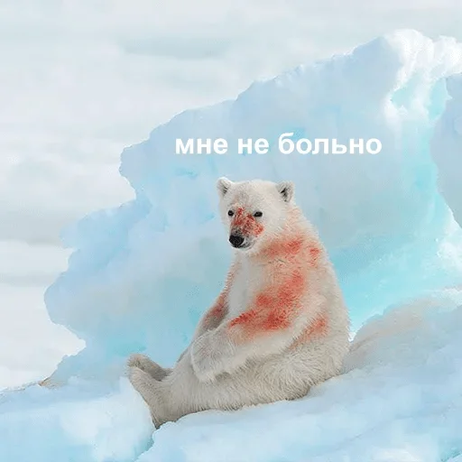 животное млекопитающее медведь