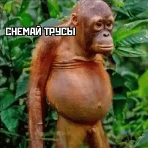 примат млекопитающее животное