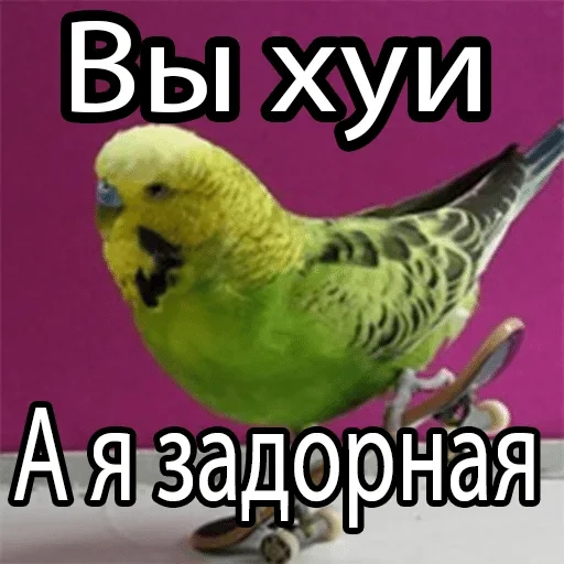 животное птица попугай