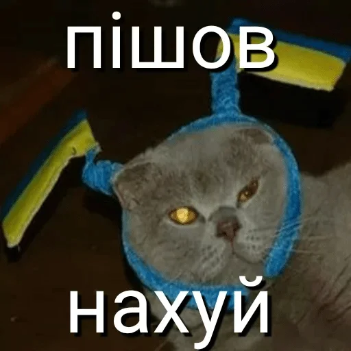 СМС домашняя кошка кошки малого и среднего размера