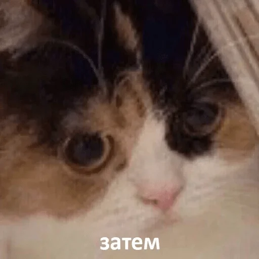 животное млекопитающее кошка