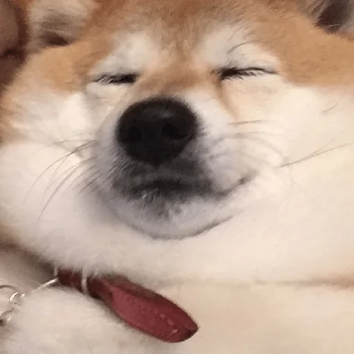 млекопитающее животное домашнее животное