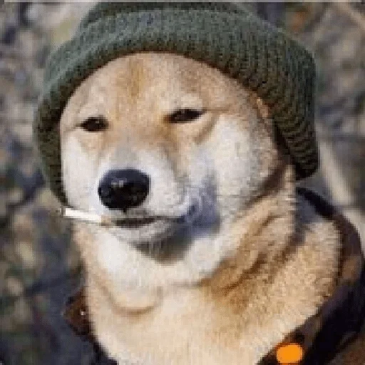 животное млекопитающее порода собак