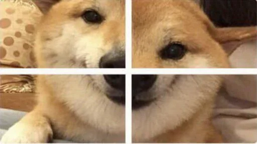 млекопитающее животное собака