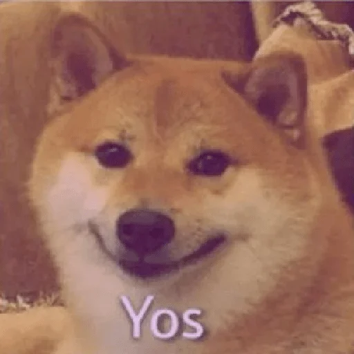 животное млекопитающее домашнее животное