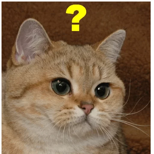 Стикер аморальная жизнь — @stckrRobot - 9