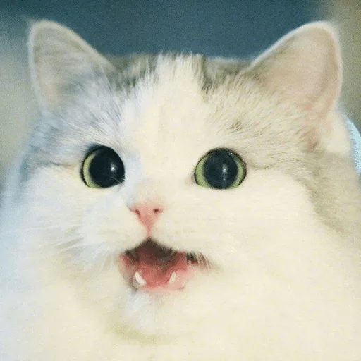 Стикер аморальная жизнь — @stckrRobot - 7