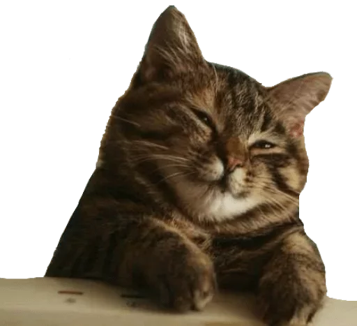 Стикер аморальная жизнь — @stckrRobot - 0